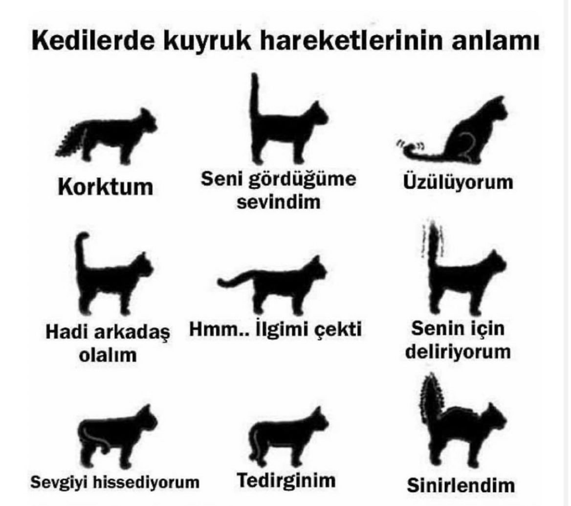 Язык кота по хвосту