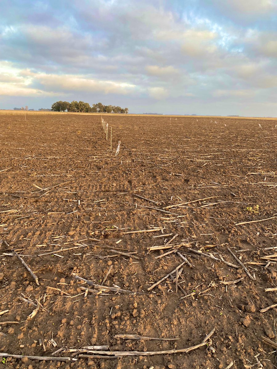 Damian Gopar tweet media