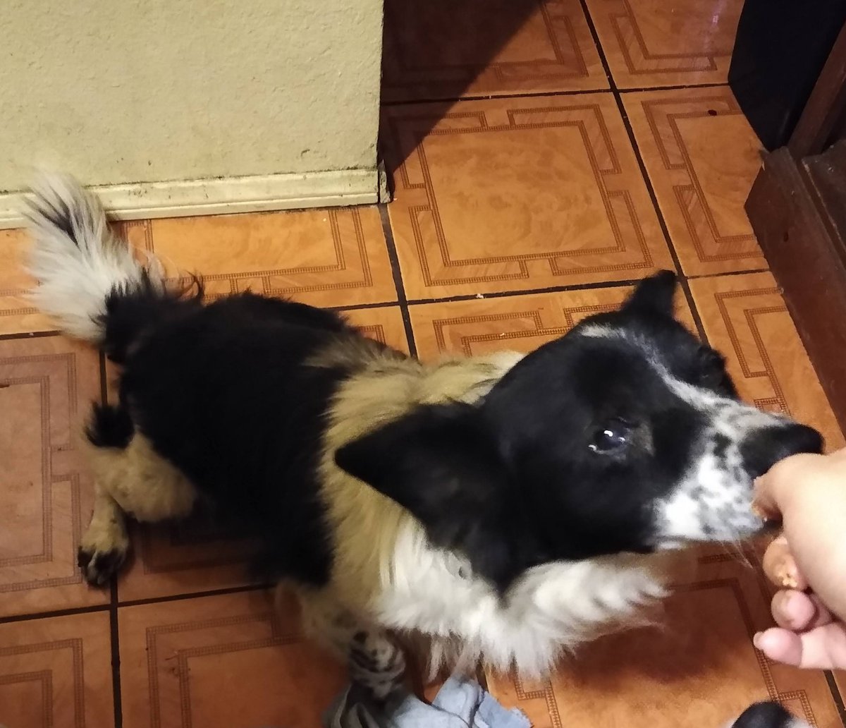 Fly high my sweet baby I'll never stop crying you made 15-16 years of hell easier and I'll always miss you I'm sorry I wasn't there but here's my goodbye I'll always love you my sweet boy Sultan forever