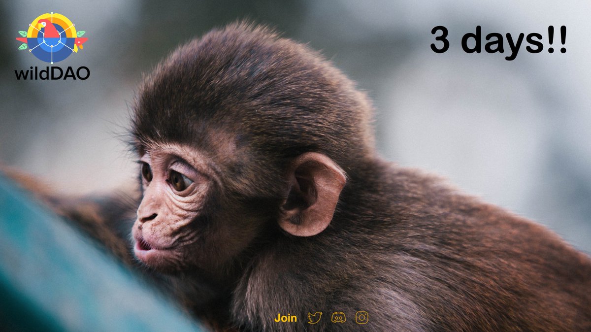 WildDAO tweet media