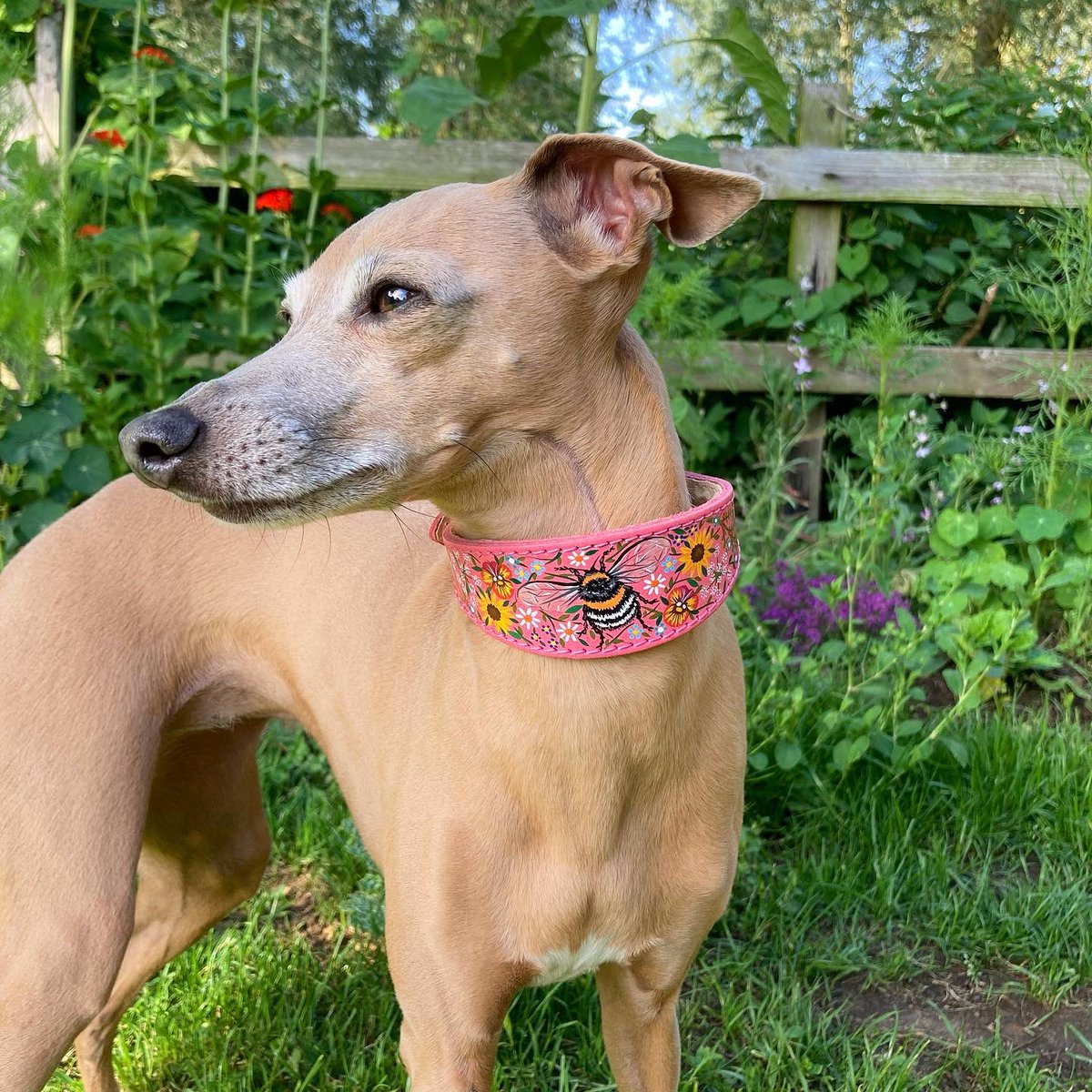 Tulipan wears the bumble collar in pink 🐝💖 #italiangreyhound