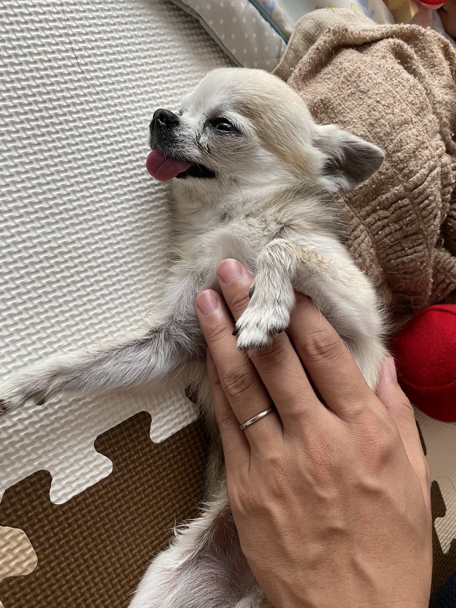 スムースチワワ ベロ出しu0026マルチーズちゃん 過去作品 Www Vetrepro Fr
