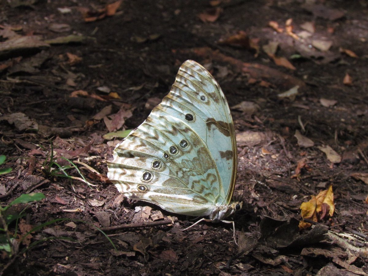 arbolessinfront's tweet photo. En el DIA DE LA BANDERA, conozcamos y preservemos nuestra mariposa Bandera argentina.
Es una de las mariposas más grandes que habita la provincia de Buenos Aires
Sus orugas son de color rojo brillante y se alimentan de Coronillo, Ingá, Yerba de bugre y Plumerillo rosado🦋 https://t.co/37oVXZ1JJi