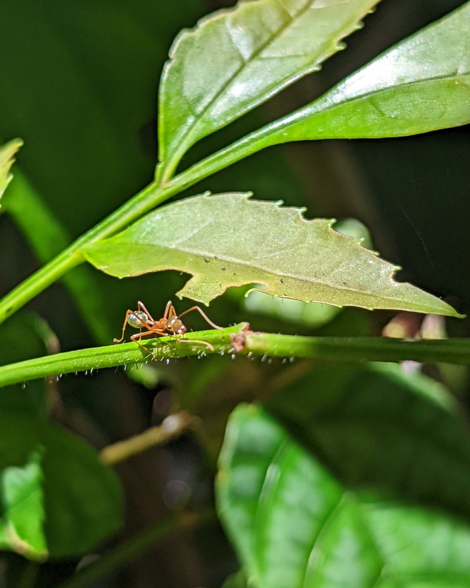 SkyrailCairns's tweet image. If you have a keen eye, you may spot a green ants nest perched high in the upper branches of the trees as you explore the boardwalk at #RedPeak. A bulging cluster of leaves, these nests represent a secret and complex world. Each colony can be made up of half a million ants! Learn