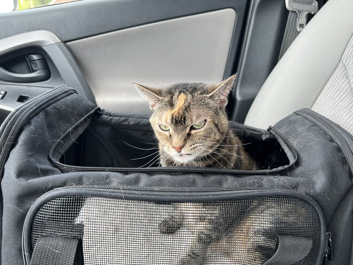 Yzma panicked and caused the vet to jump while she was getting a shot. 

In other news I am now vaccinated against rabies.