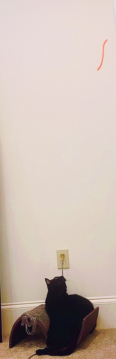 lawyerschiff's tweet photo. #JusticeKitty vs the #FlyingSiliconeWormThing
#DadsWithCats
#CatsOfTwitter https://t.co/9irs7MgX1z