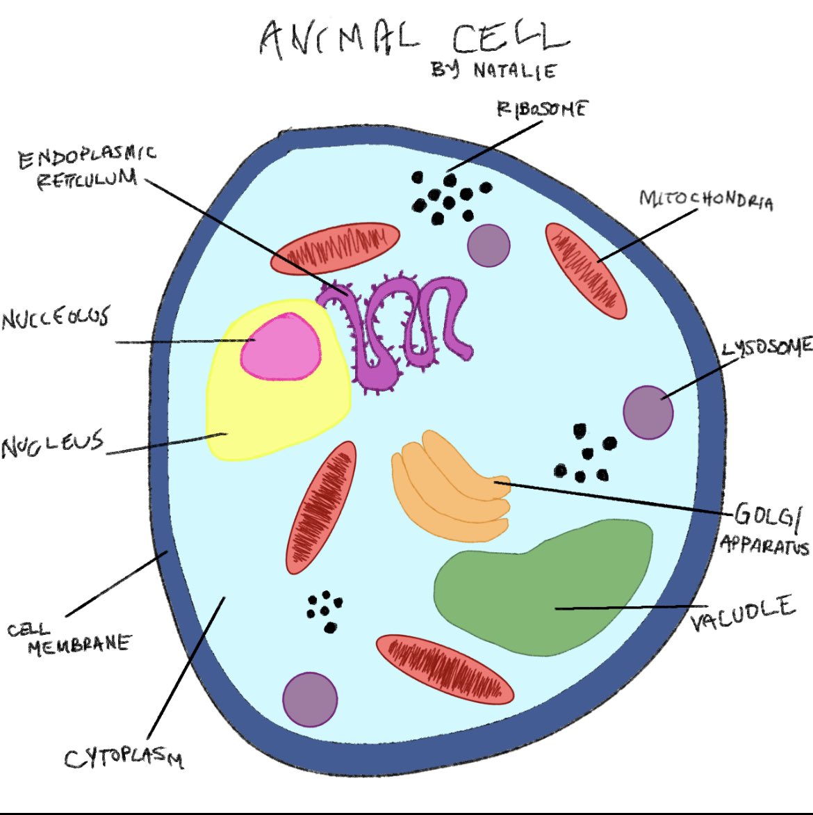 Mrs_Davidsclass's tweet photo. Grade 8 Cell diagrams and models. Great work representing the parts of animal and plant cells. https://t.co/5bUshYrNQO