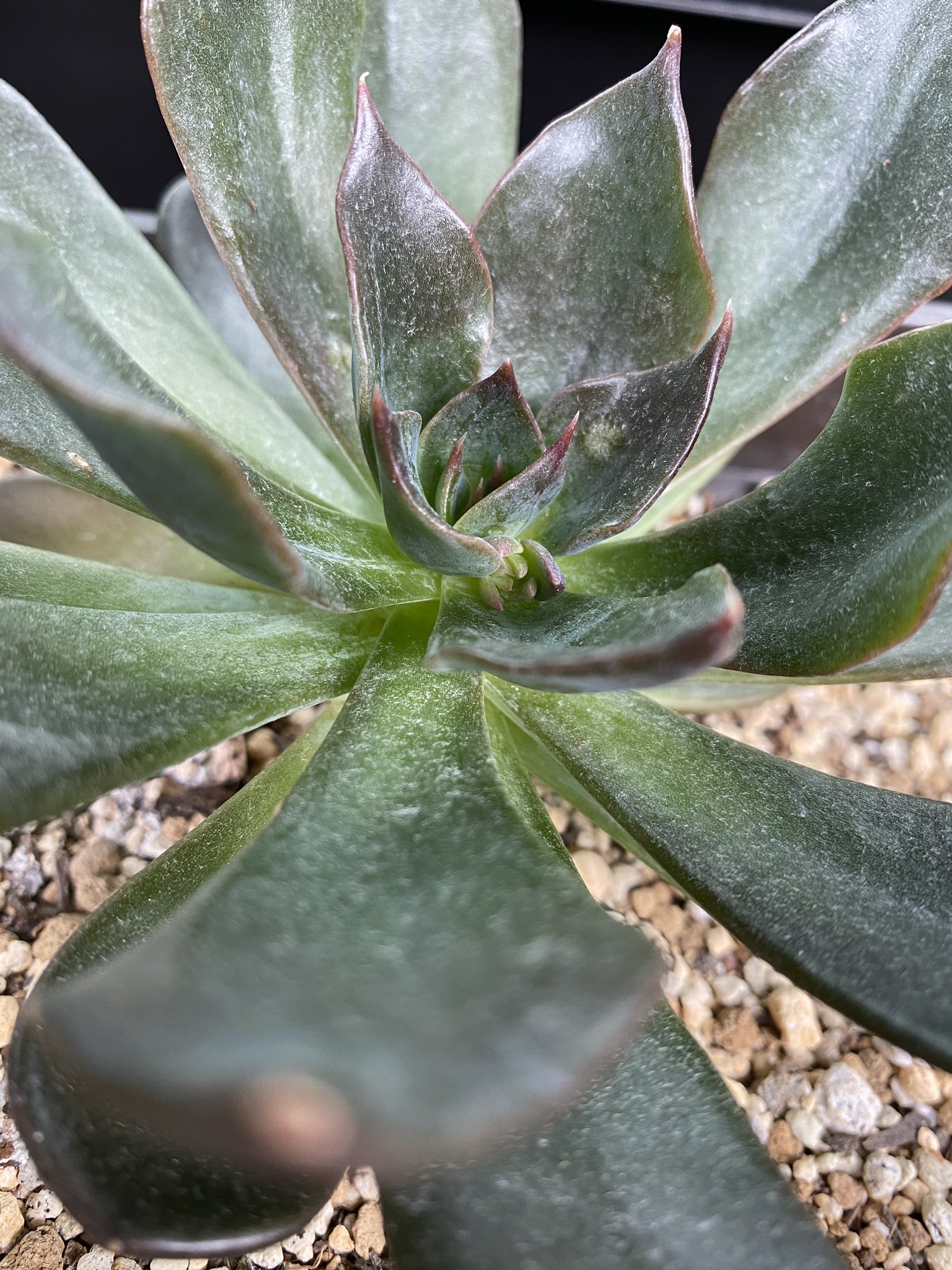 Junx2 おはようございます 今日も暑くなりそうな空気 子株だった子も立派に成長し 花芽っぽいものを生やしてきた そして 葉 が汚い エケベリア 多肉植物 Echeveria Succulents ダークムーン Darkmoon 観葉植物 T Co Cnjspfffvs Junx2 おはようございます 今日も暑くなりそうな空気 子株だった子も立派に成長し 花芽っぽいものを生やしてきた そして 葉 が汚い エケベリア 多肉植物 Echeveria Succulents ダークムーン Darkmoon 観葉植物 T Co Cnjspfffvs