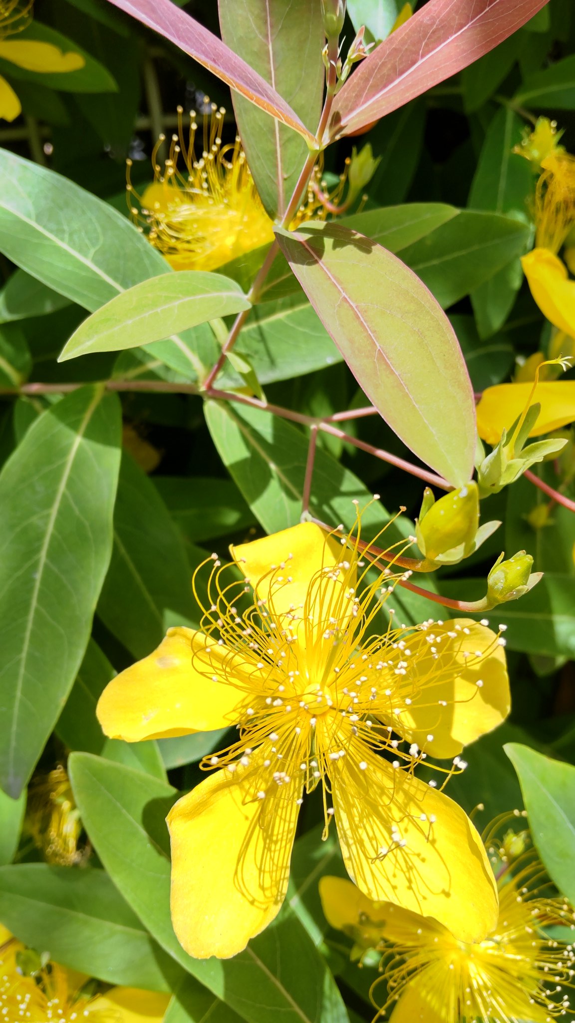 春菊 おはようさんです 弟切草 オトギリソウ 名前の由来 この草を原料にした秘薬の秘密を漏らした弟を 兄が切り殺したという平安時代の伝説による 別名 セントジョーンズワート かあらこっち向いて 猫のいる幸せ ピュリナと一緒に