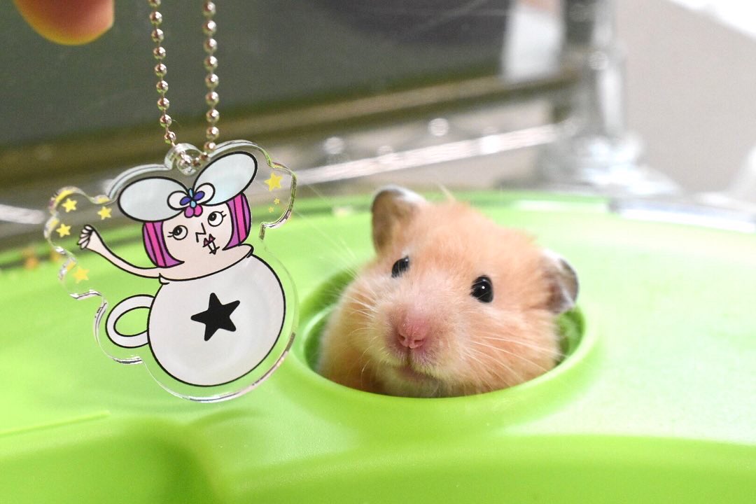 sanbiki4123's tweet photo. おはよう🐹 @dot_juri 
#dotjuri

https://t.co/RQYPKJKUeU https://t.co/MyTl97rT0M