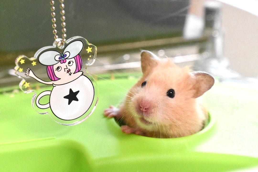sanbiki4123's tweet photo. おはよう🐹 @dot_juri 
#dotjuri

https://t.co/RQYPKJKUeU https://t.co/MyTl97rT0M