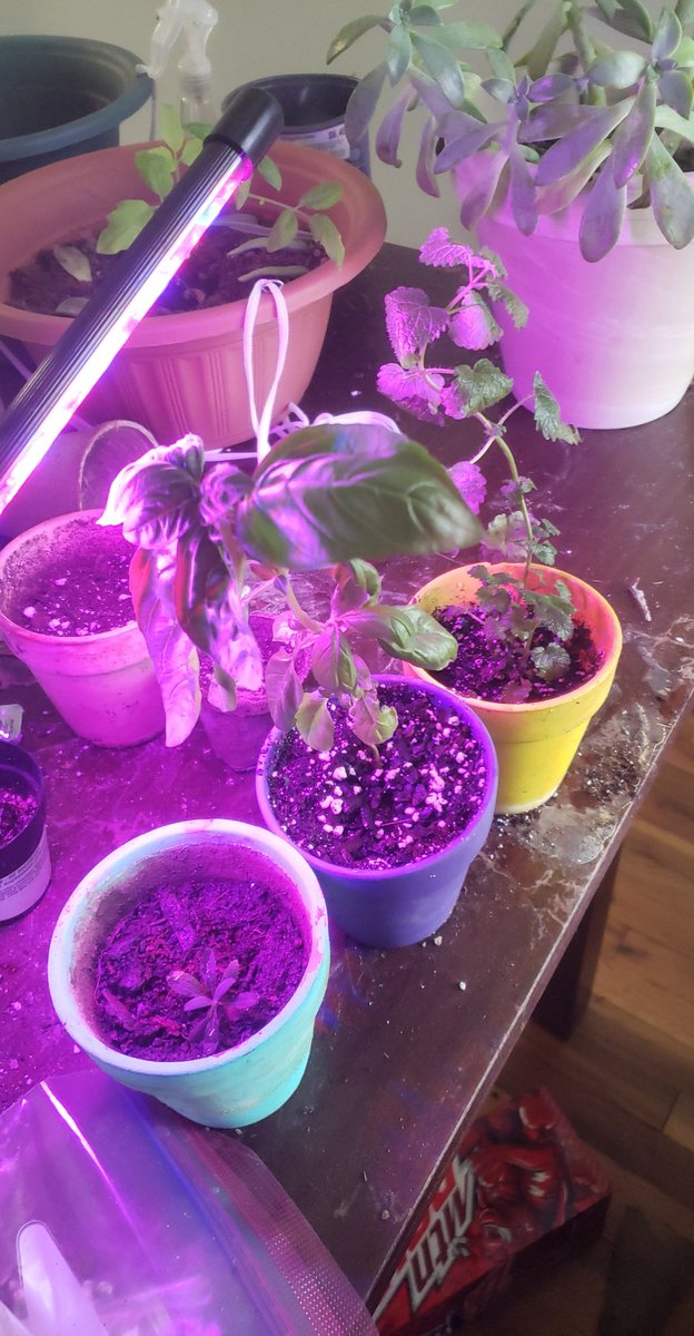 harmtonone21's tweet photo. Working on herbs! Sage, basil and lemon balm. #imawitch #greenwitch https://t.co/EQ5qPgVlh8