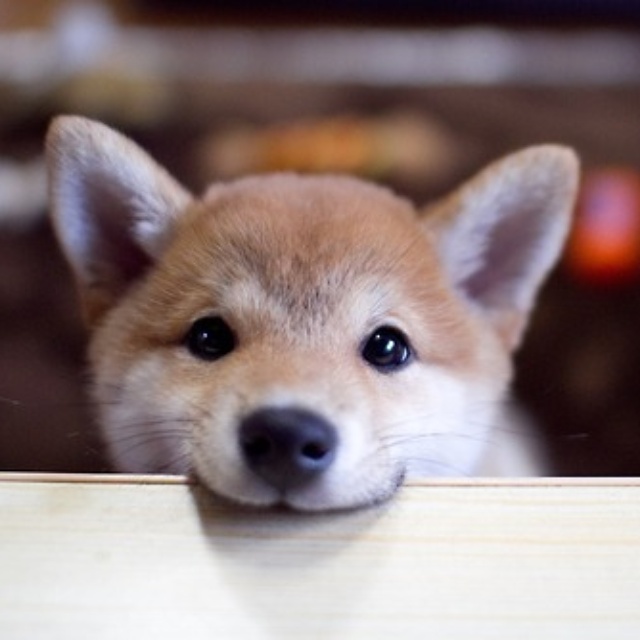 ShibaEveryHour's tweet photo. https://t.co/y10T6qu8GO