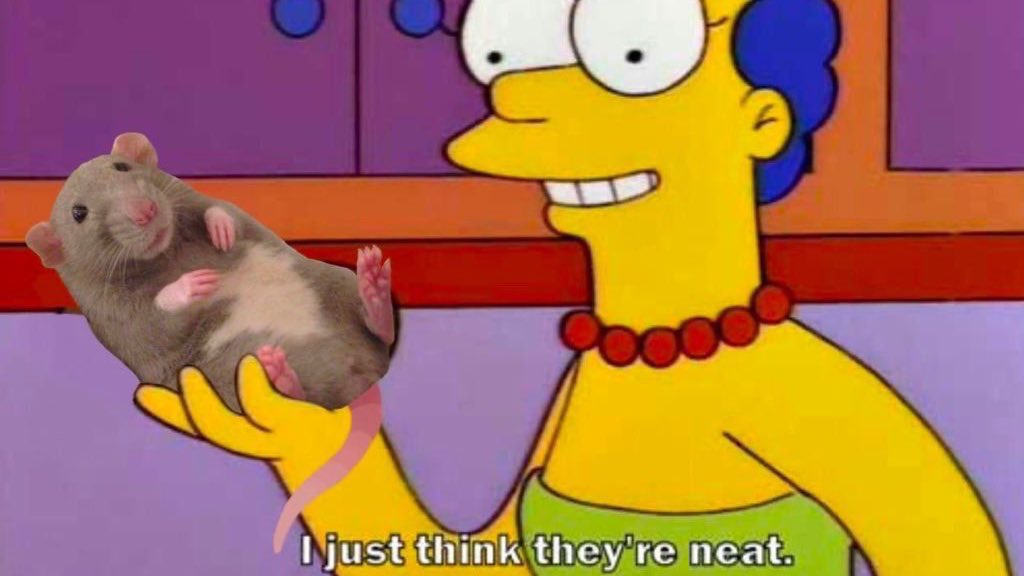 LegalizeRats's tweet image. 