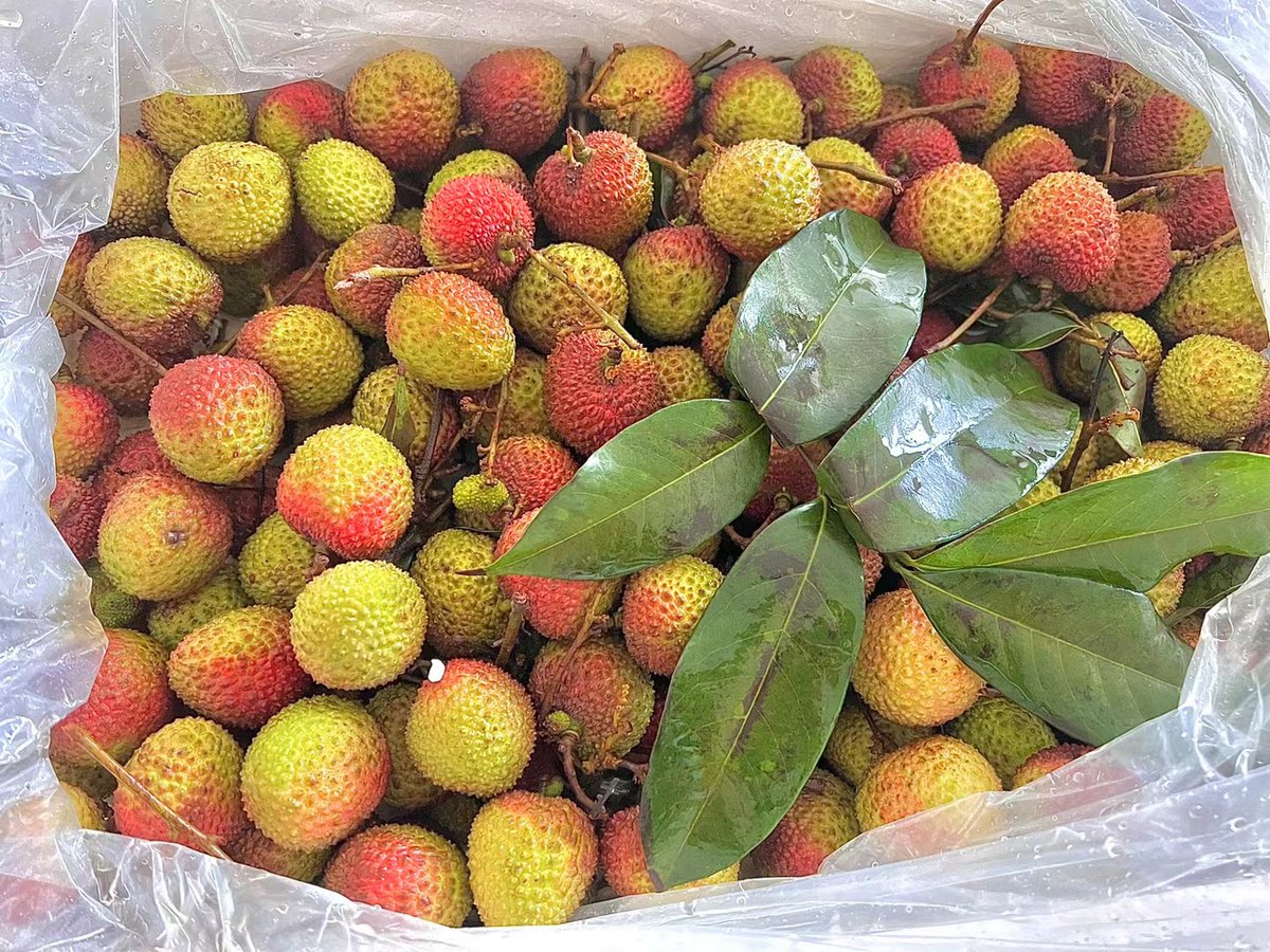 anna80241088's tweet photo. Summer is lychee flavor https://t.co/44rYjRBw5x