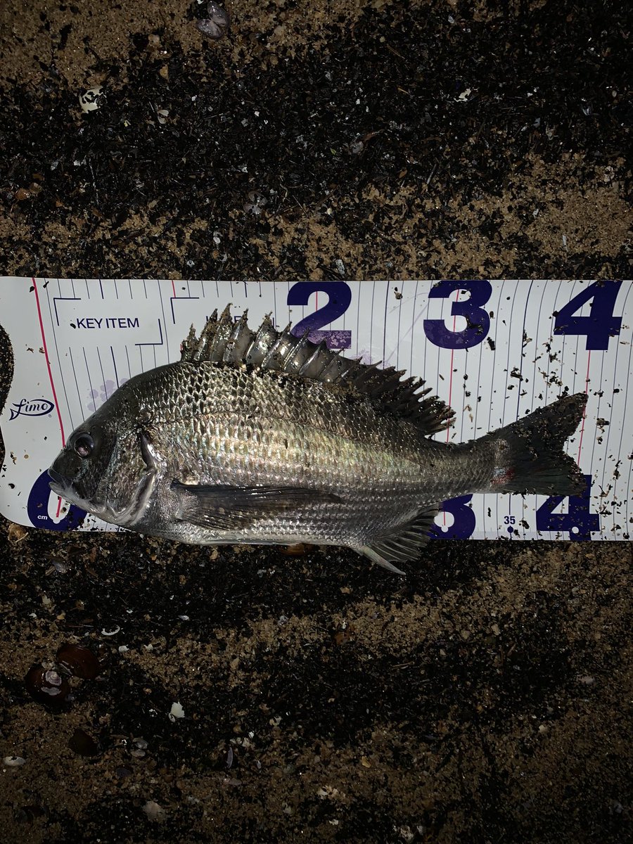ryooooo_dayoo's tweet photo. 6/11
昨年と同じくとある場所のとある潮位
チヌの活性が爆上がり🐟
トレイシーの独壇場
活性上がる時間帯がわかってたので
それまでシーバス狙ってましたが無。
活性上がってからシーバスも釣りたいけどチヌの活性高すぎてこの中からシーバスを釣る技術はまだないです🤣
#bluebule
#トレイシー
#チヌ https://t.co/GLy6zXbgzc