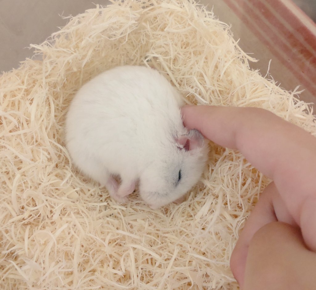 タグ ハムスター の注目ツイート 4ページ目 メガとんトラック