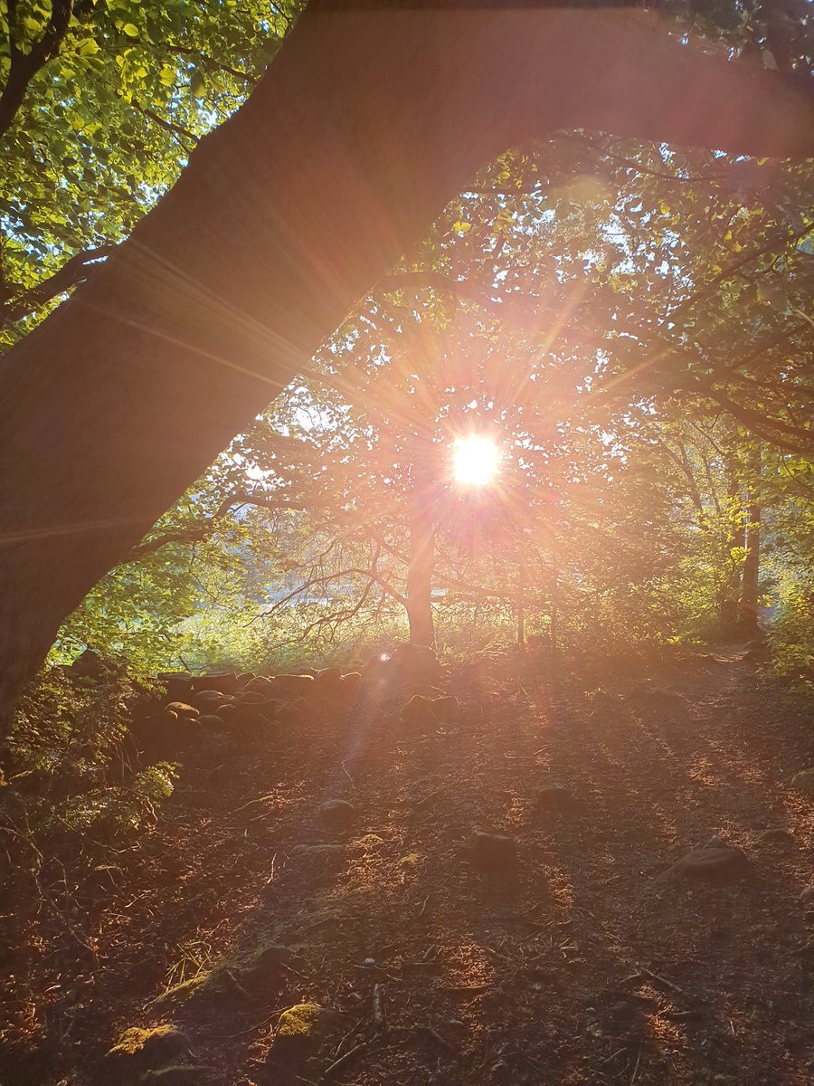 LoxleyFolk's tweet photo. This little sunbeam is waiting to bring a little bit of Loxley Sunrise to brighten someone's day 🧚🏾 https://t.co/Z2Xa5E6yBH