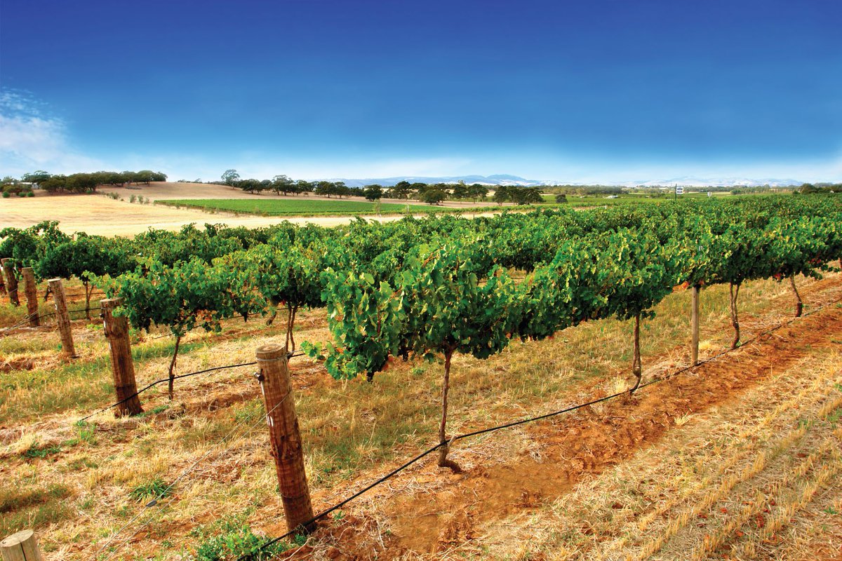 planthealthaust's tweet photo. Inca Lee, CEO of @VinehealthAus, recently said that #biosecurity practices shouldn’t sit outside of Standard Operating Procedures – they should be embedded within. They should be the norm. Read more: https://t.co/TMbzrLfVob
#plantbiosecurity https://t.co/GsvRUD631b