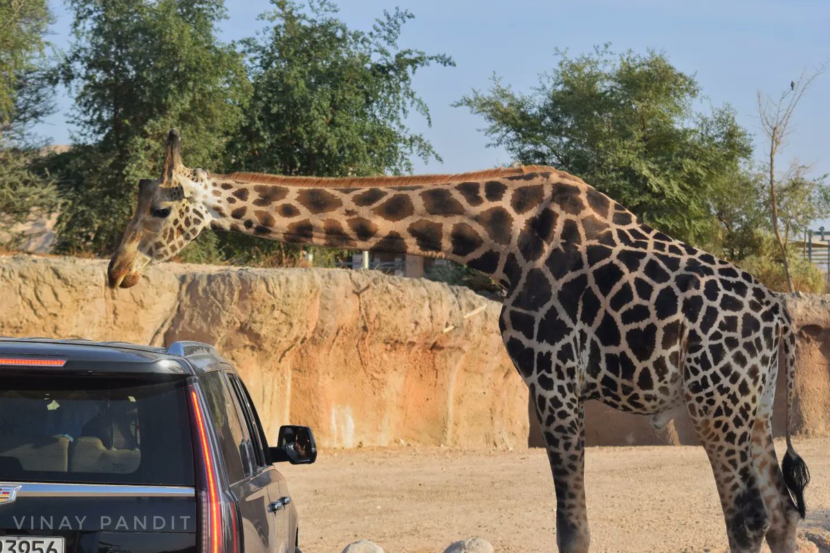 vnaypandit's tweet photo. In 2016, according to the IUCN Red List of Threatened Species, the status of giraffes was changed to ‘vulnerable to extinction.’
@Save_Giraffe
#worldgiraffeday2022 #SaveGiraffe #IUCN @AlAinZooUAE https://t.co/E8sx0WMpKF