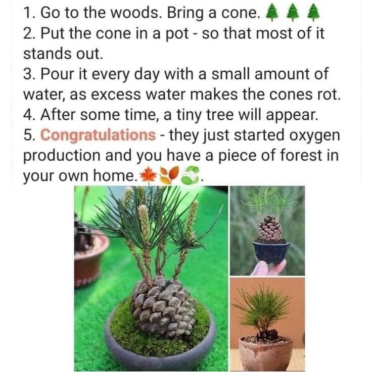 pro2tect's tweet photo. Repost this if you love oxygen !β»οΈπ
#PlantMoreTrees #Pro2tect https://t.co/e4OGmKz8zm