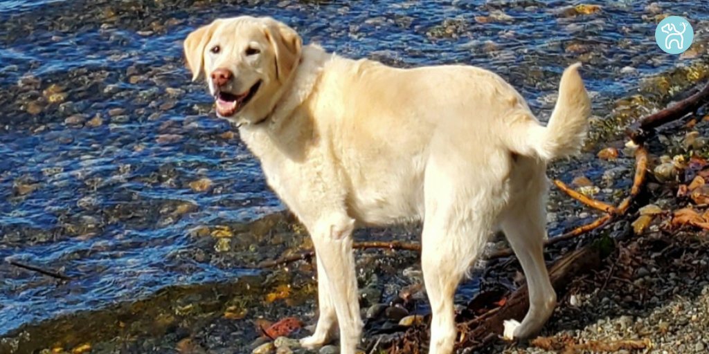 JWagable's tweet photo. My pup is thrilled to dip paws into that freezing lake water. #DogWarm #DogReady https://t.co/mWg68TV87F