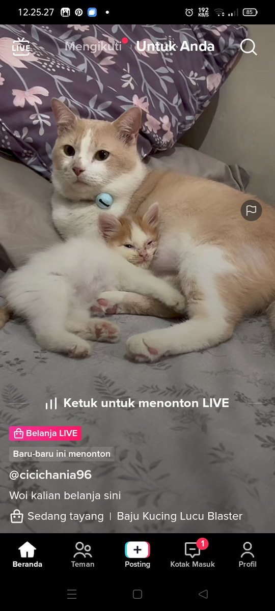 🐈 gemes bgt ihh Ponorogo 😭😭😭