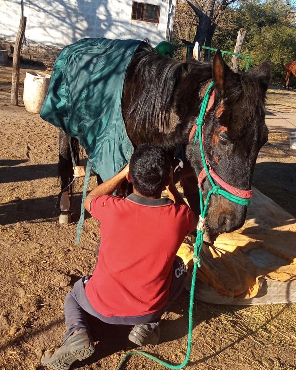 Sin_Estribo's tweet photo. Vas a salir adelante Chop, no vamos parar, te queremos ver libre, galopando, teniendo la vida que siempre debiste tener…
Mil gracias a todos los que mandan buenas energías para Chop!! 🫶🏻🐴
#SinEstribo https://t.co/hgGPIACtn6