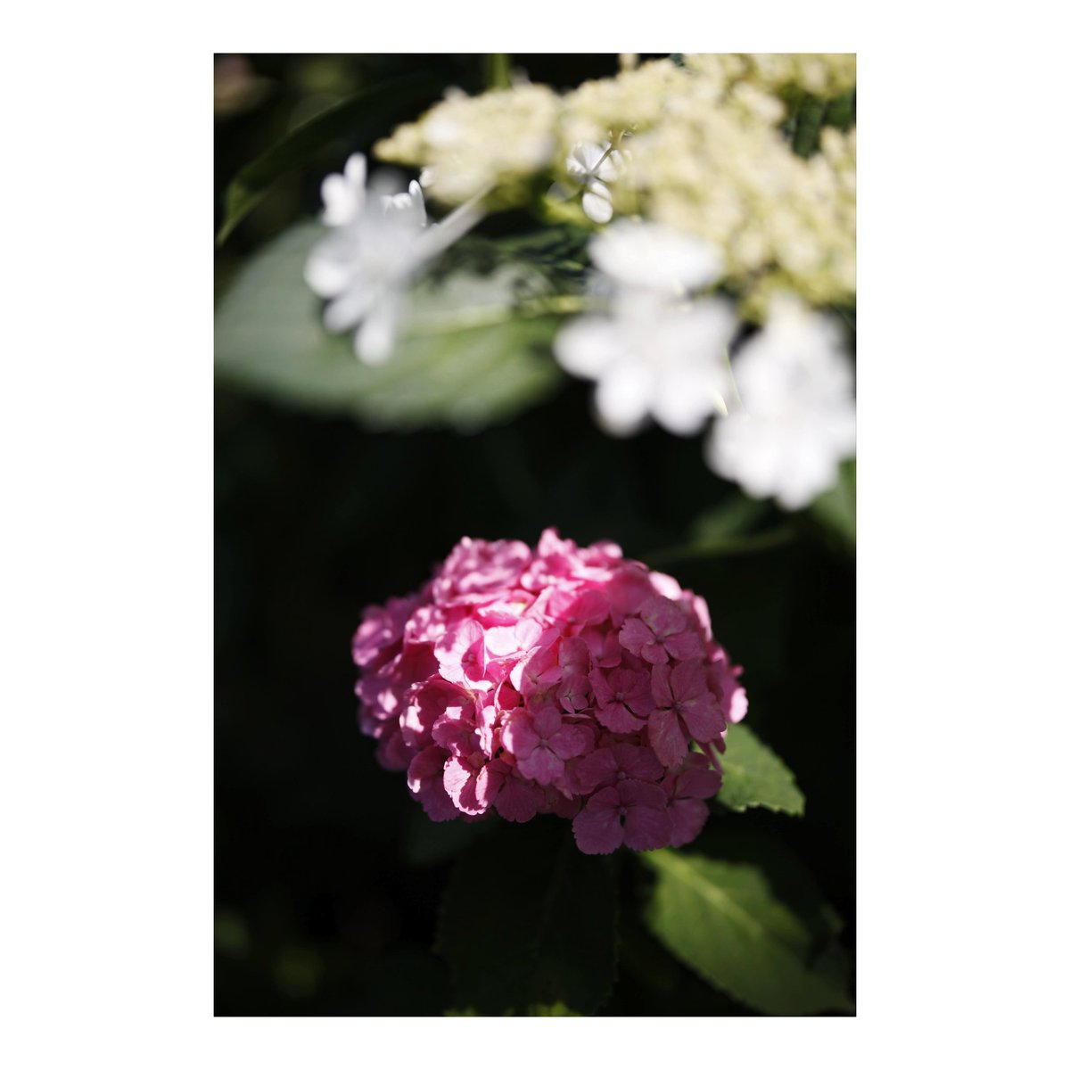 pitapole_pg's tweet photo. あかむらさき

5Dmk2 SIGMA40mmF1.4Art
--
#紫陽花 #photography #sigma #三室戸寺 https://t.co/jeqONaU7SG https://t.co/Oi3leE17aO https://t.co/HWN01CpBJ3