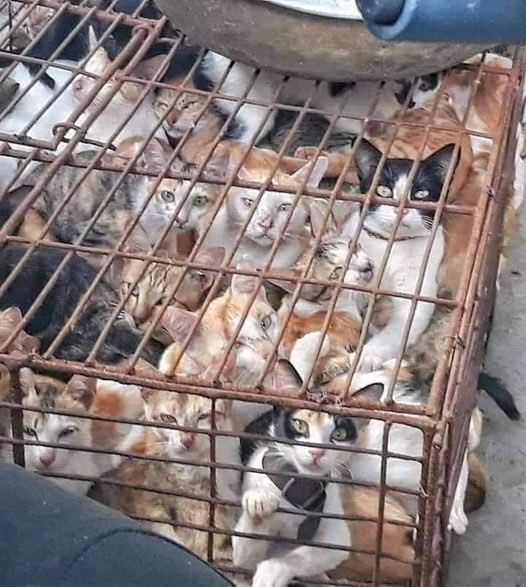 Peanutnoir04's tweet photo. PLEASE DON’T FORGET THE CATS😿😿😿 THEY DIE IN YULIN - CHINA TOO. PLEASE SAVE THE CATS 🙏🐾 DON’T LEAVE THE CATS BEHIND😿😿😿 #YULIN #CHINA #StopYulin #EndYulinForever #NoToDogMeat #NoToCatMeat #EndCatMeatTrade #StopEatingCats #NoDogsLeftBehind #NoCatsLeftBehind 🐾🐾🙏 https://t.co/kWN3wU4Lxg