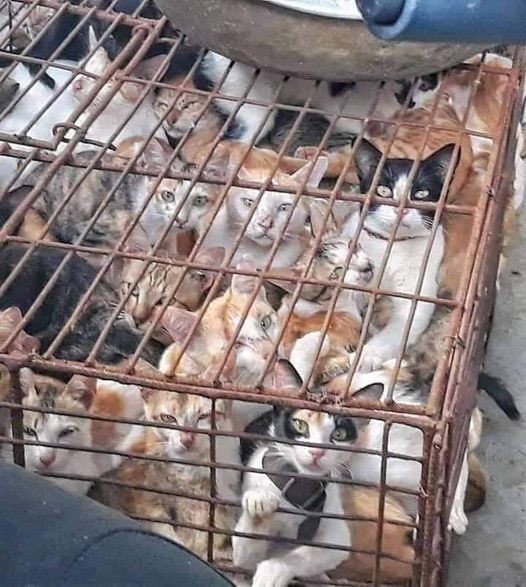 PLEASE DON’T FORGET THE CATS😿😿😿 THEY DIE IN YULIN - CHINA TOO.  PLEASE SAVE THE CATS 🙏🐾 DON’T LEAVE THE CATS BEHIND😿😿😿 #YULIN #CHINA #StopYulin #EndYulinForever #NoToDogMeat #NoToCatMeat #EndCatMeatTrade #StopEatingCats #NoDogsLeftBehind #NoCatsLeftBehind 🐾🐾🙏