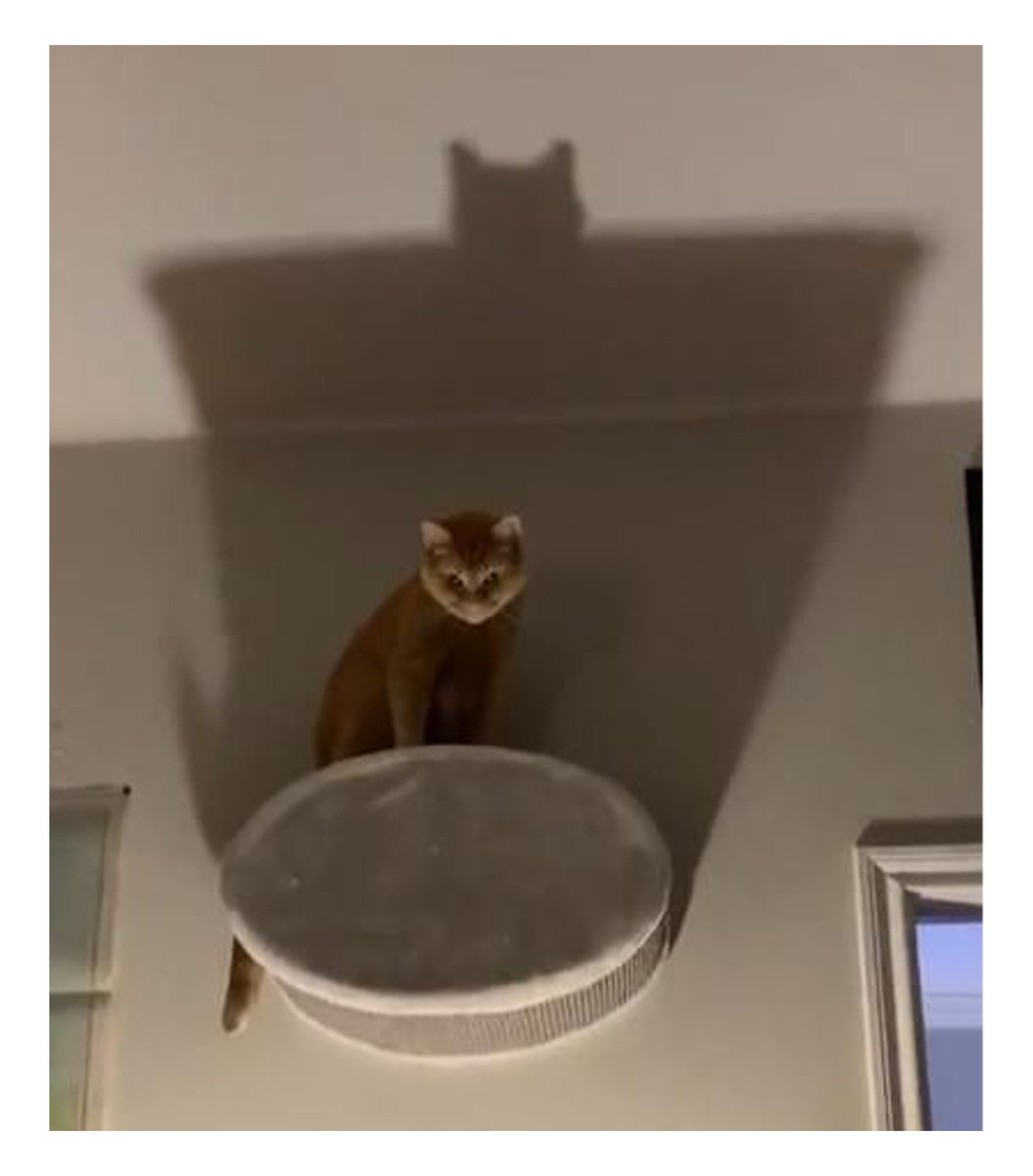 gentleeeeeeecat's tweet photo. the catman https://t.co/0XG6u79Rop