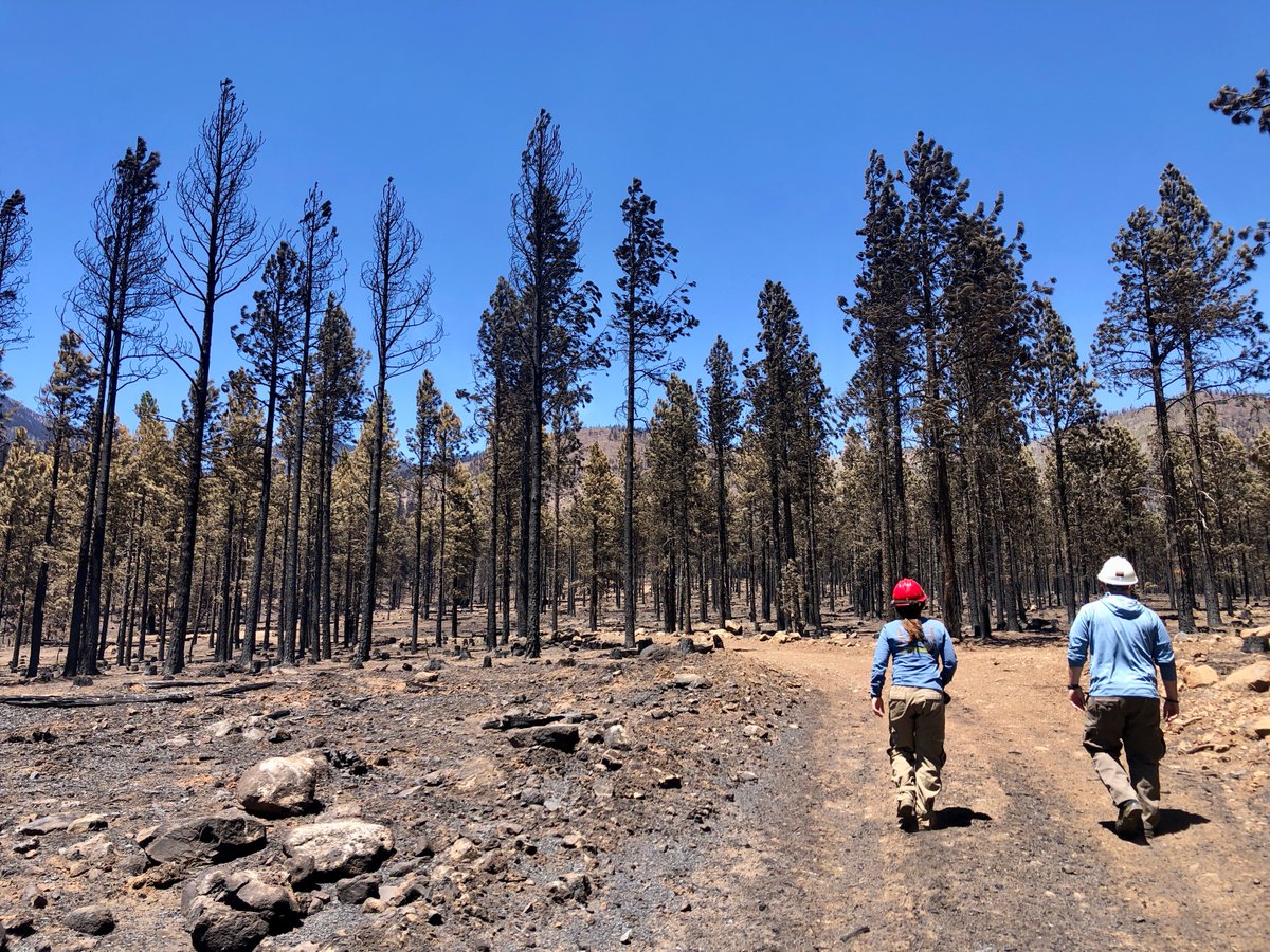 Took a short walk on the lower Weatherford Trail from near Schultz Pass. I had been told that here the #PipelineFire "burned hot", the canyon "got hit hard", or [other bad fire term] and sadly for the most part, that's true. Here's a bit of what I saw: