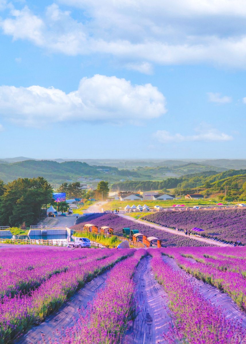 KoreanTravel's tweet photo. #BTS is not the only purple heart!💜😍
Sea of purple filled the lavender farm!😃
There's also a lavender festival until July 10!😁
Ready to enjoy the scent of summer?!😉

📍 HERB ONE
188-23, Guryang 1-gil, Jeongeup-si, Jeollabuk-do
📷@daily_kdi https://t.co/V86lVS2ouF