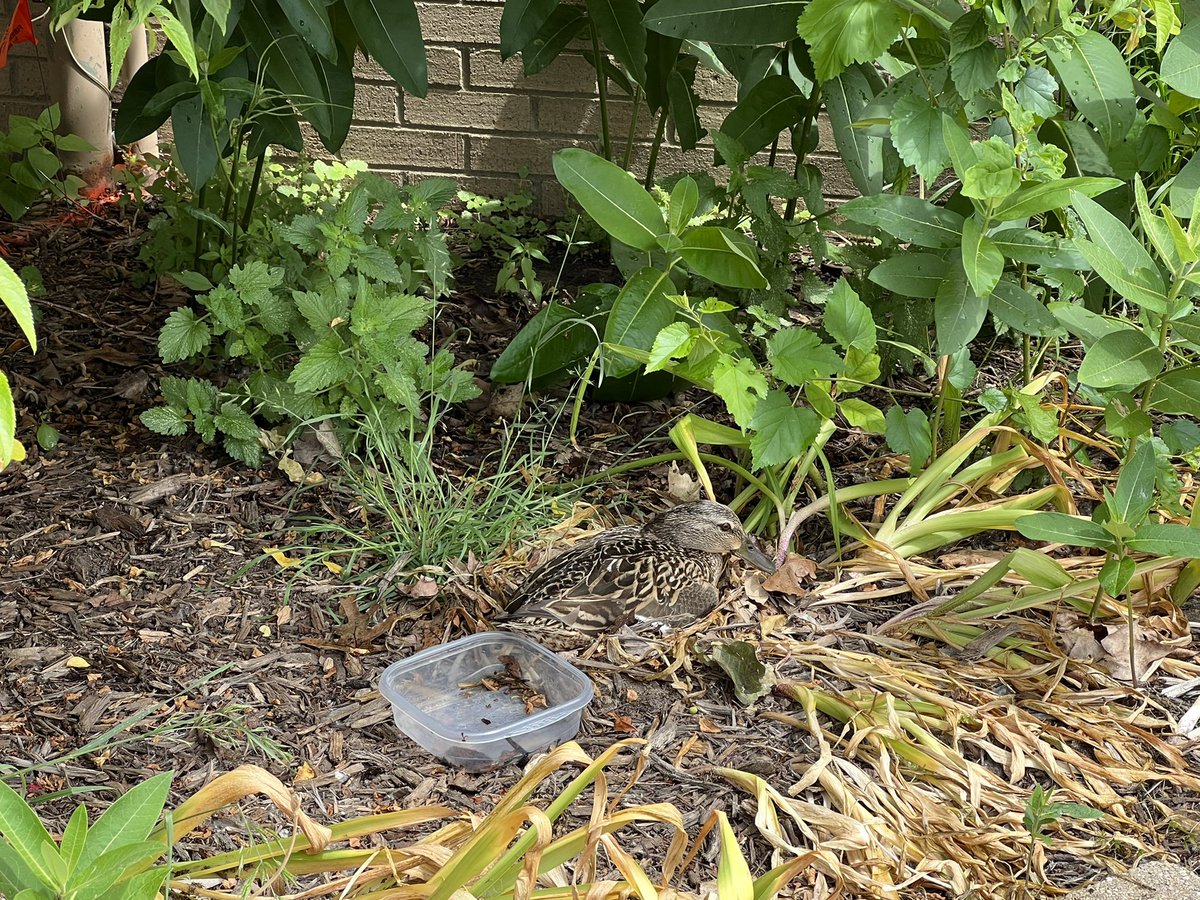 CCSOperations's tweet photo. Why did this Mama duck decide to lay her eggs outside our Facilities Office?
Because she needed to report a quack in the sidewalk. 😂 @LearnAtCCS  #WeAreClarkston https://t.co/rJeDvYeA12
