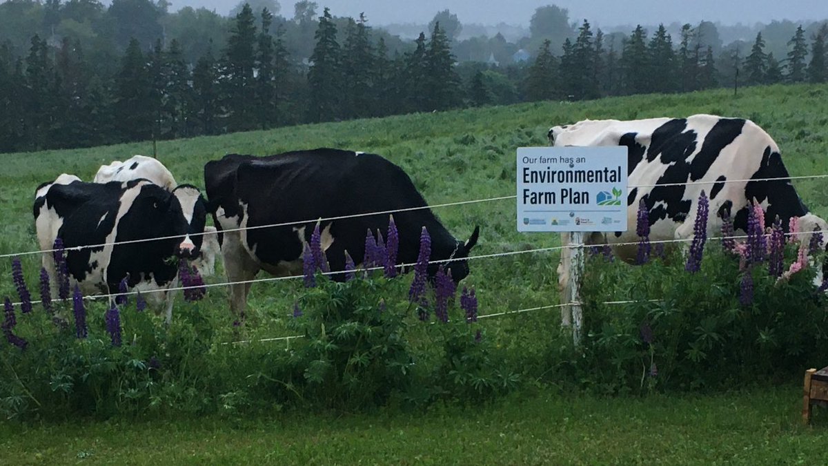 khmacneill's tweet photo. @m_o_e @mattrainniecbc @veseys How about some cows and lupins to celebrate dairy month. https://t.co/x2q1clDjB0