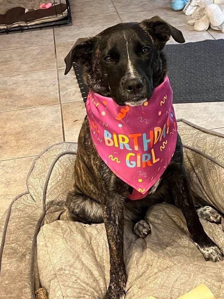 AdamBergNBC6's tweet photo. Zoe and Koa will be on television Tuesday morning. Be sure to watch @nbc6 at 5:40am and 6:40am. Add #ItsTimeToWalkFluffy when you post your pics, or you can tag me. If you can’t get us on tv, you can stream us here https://t.co/BULbACpLja https://t.co/fqrg1DQaly