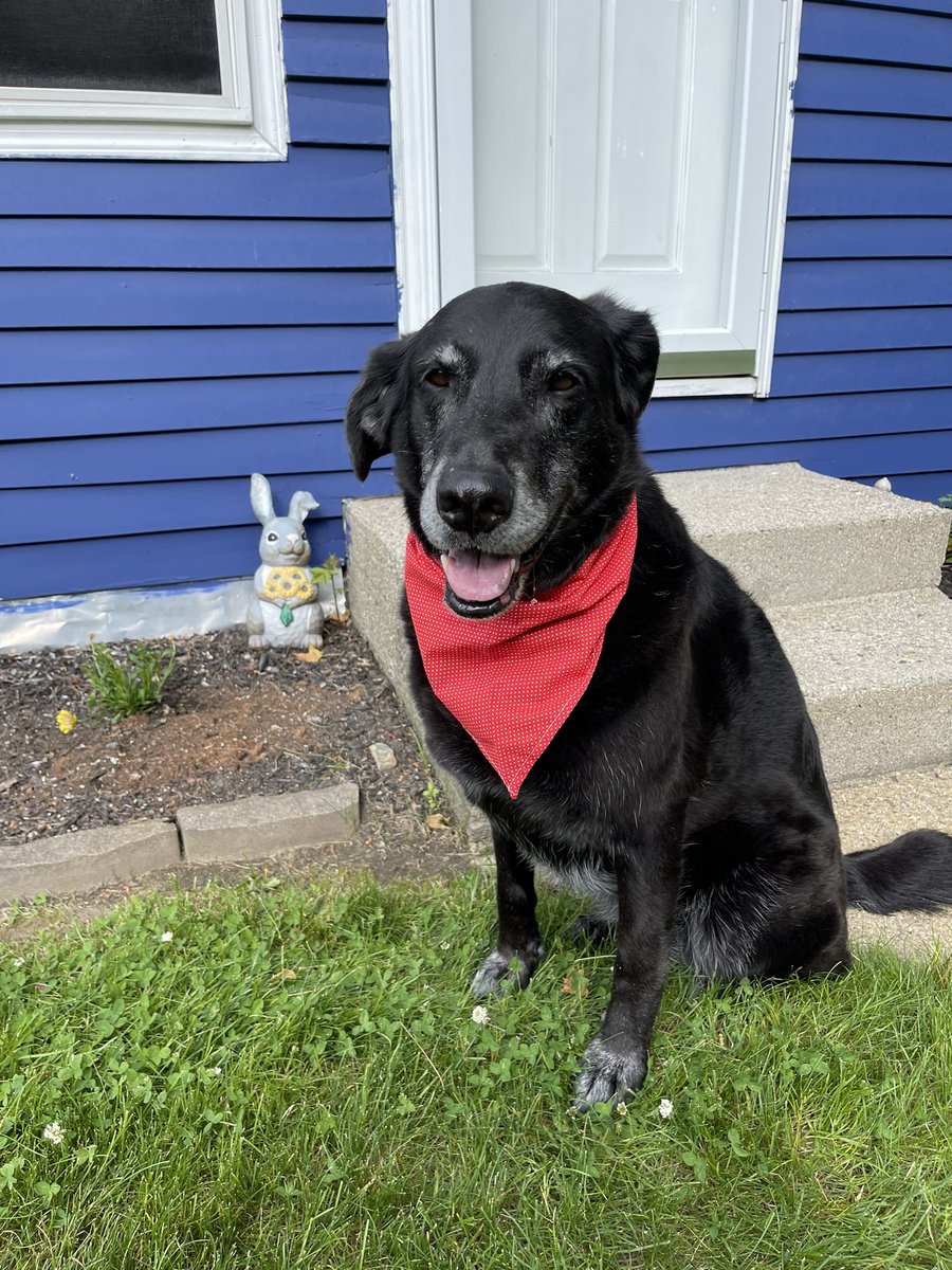 fourmeows's tweet photo. #MuttMonday face! I hope everypawdy has a wonderful new week! ❤️❤️#rosie #SeniorPup
#Monday #labmix #mutt #dogsoftwitter #dogtwitter #muttsoftwitter #adoptamutt #loverher #AdoptDontShop 🐾❤️🐾 https://t.co/avEdryTAE6
