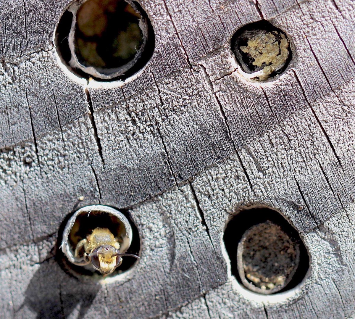 BioDivDay's tweet image. Buzz buzz! A two-bedroom suite, please.

Did you ever know that bees use hotels? While they don’t “check in” for short vacation stays, some species use hotels to breed.

Visit the UC Davis Bee Haven to see some bee hotels, like the one pictured.

#UCDavis #BiodiversityMuseumDay