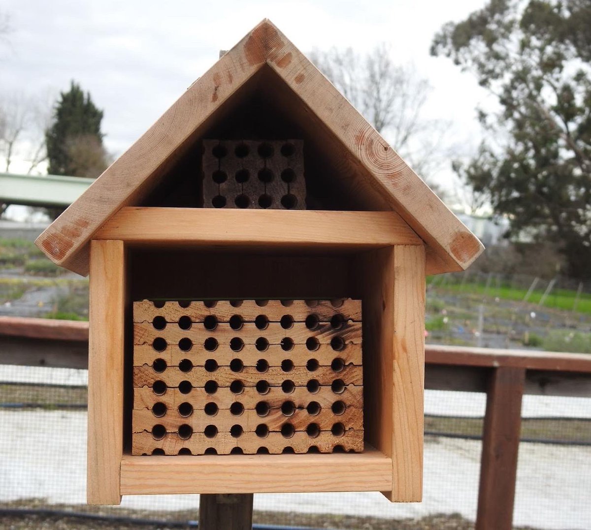 BioDivDay's tweet image. Buzz buzz! A two-bedroom suite, please.

Did you ever know that bees use hotels? While they don’t “check in” for short vacation stays, some species use hotels to breed.

Visit the UC Davis Bee Haven to see some bee hotels, like the one pictured.

#UCDavis #BiodiversityMuseumDay
