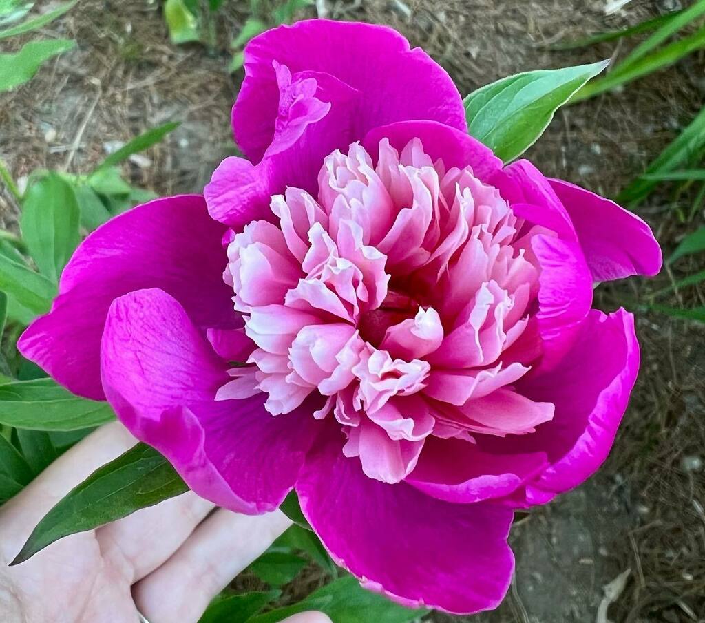 adrndack's tweet image. Anyone know what this peony’s name is?
I found it buried in the brambles and moved it. #flower #adirondacks #flowergardening #peonyidentification instagr.am/p/CfC9P0mpord/