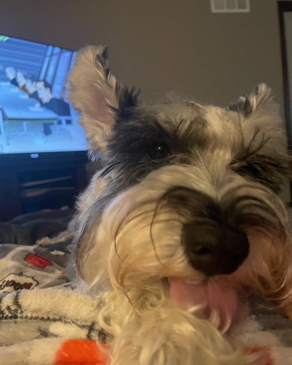 KellyCalderone's tweet photo. Successful colonoscopy today and found out that I am considered in FULL REMISSION with my ulcerative colitis 🥳 Praise the Lord! Long 27 years in the making 😅🥹My fur babies have been snuggling on me all day as I have napped and rested ❤️ #colonoscopy #checkyourbutt https://t.co/UjKG77FHcS
