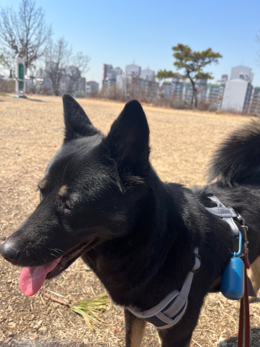 lovelydidi's tweet photo. 강아지를 찾습니다!
6월 20일 은평구 임보처에서 가출해 불광천에서 최초 목격,  구조작업 시도 했으나 실패로 도망, 6월 20일 오전 10:40분경 은평 서부경찰서에서 녹번방향으로 달려 도망간후 소식이 없습니다ㅠ 큰소리에 예민, 겁이많아 발견 구조시 다가가지 말고, 그물을 이용하거나 dm부탁합니다 https://t.co/q3ZTDI6fpb