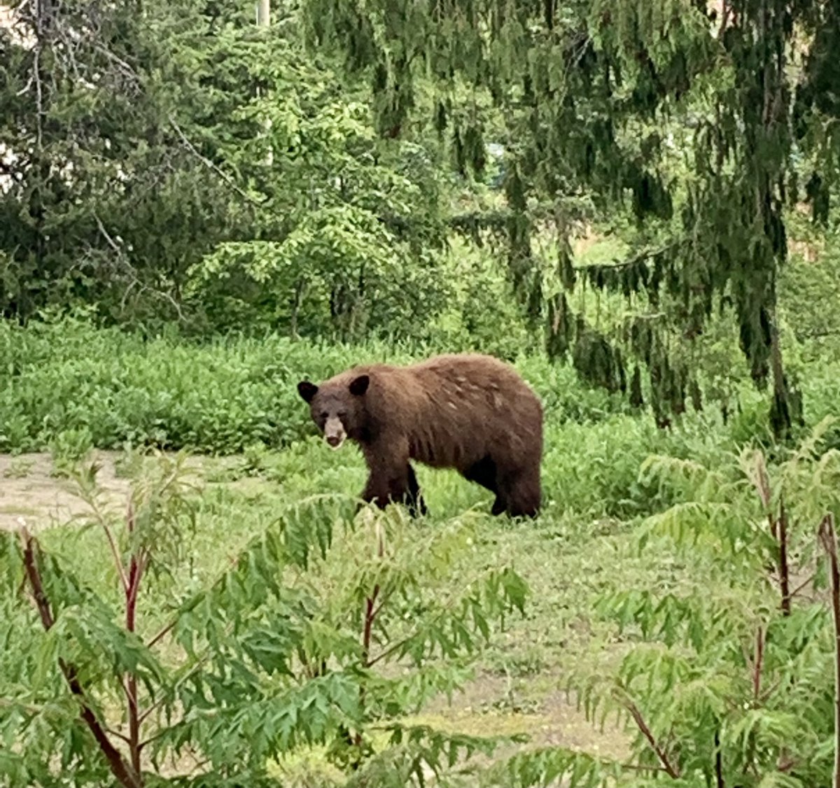 PrairieVark's tweet image. When you live in the mountains sometimes you are greeted by Winnie at work… #kootenaylife #hellobear