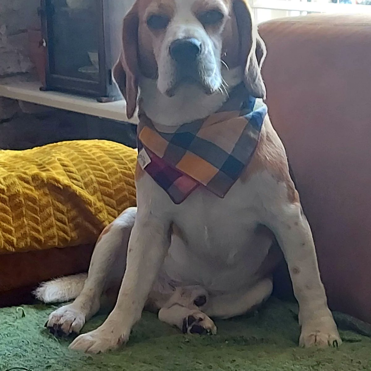 P10LekkerEten's tweet photo. Mijn grootste vriend jarig vandaag,  5 jaar alweer.
5 jaar terug 1 van de moeilijkste dagen van mijn leven.
Maar wat een mooie dag is het geworden door de geboorte van mijn grootste kleine vriend....#happybirthdaytoyou #beaglespam #beaglelove #BeagleWillem #frendsforever❤ https://t.co/o6hG41CqB8