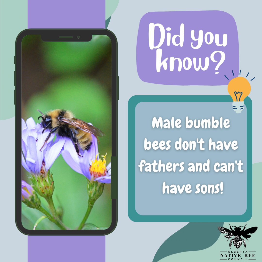 ABNativeBees's tweet photo. Social bees have "haplodiploidy" where males have only one set of chromosomes (haploid) and females have two (diploid). That means that when a haploid male mates with a diploid female, the female gives birth to diploid daughters. Later, those daughters will produce haploid males. https://t.co/DW6rbhfLWF