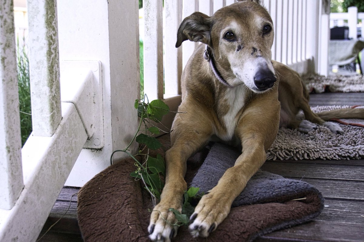 MissyGreyhound's tweet photo. #TheStaff had the #RealCamera out this evening for some #GoldenHour play. Moi! Oh so pretty. #greyhounds #houndsoftwitter https://t.co/yh2UiHRSfL