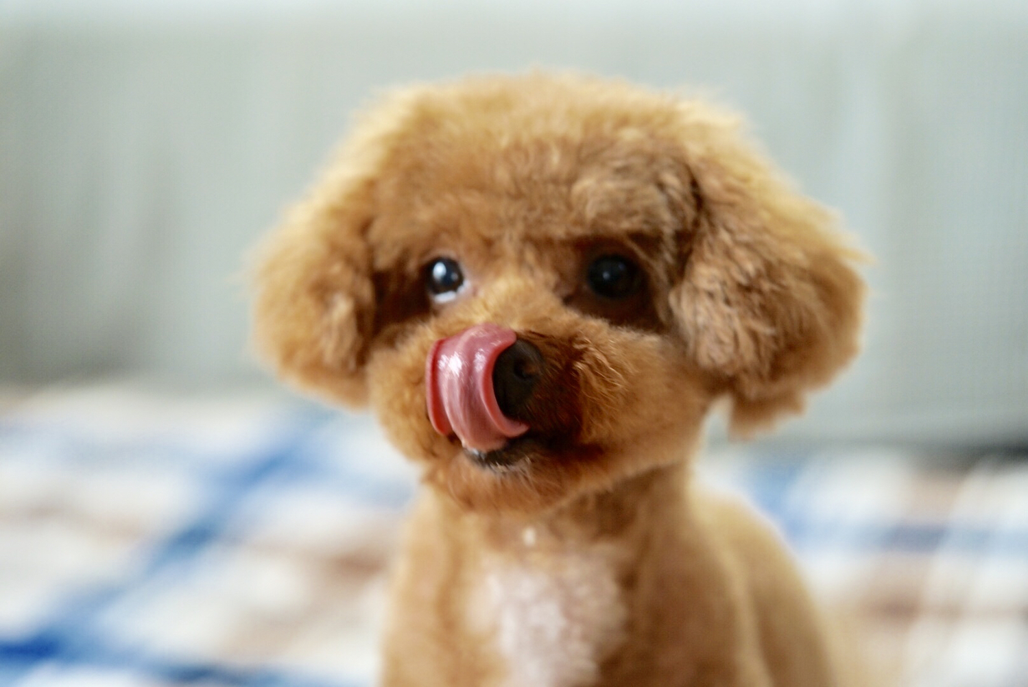 Petpedia Q 犬はキウイを食べられる A 適量を守ればok キウイの栄養素は人間同様 犬にも効果的 しかし 犬は雑食をするといっても 肉が主食であるためフルーツを消化することは得意ではないので 与え方には注意が必要です 詳しくは記事を