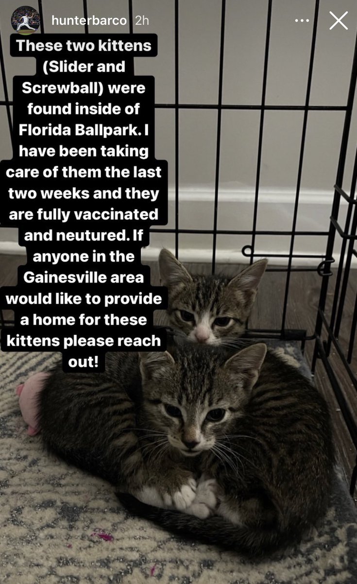 NATIONAL CHOMPION Barstool Florida (@ufbarstool) on Twitter photo If anyone in Gville wants to care for some Florida Ballpark kitties reach out to <a href="/hunter_barco/">Hunter Barco</a>! If anyone in Gville wants to care for some Florida Ballpark kitties reach out to <a href="/hunter_barco/">Hunter Barco</a>!