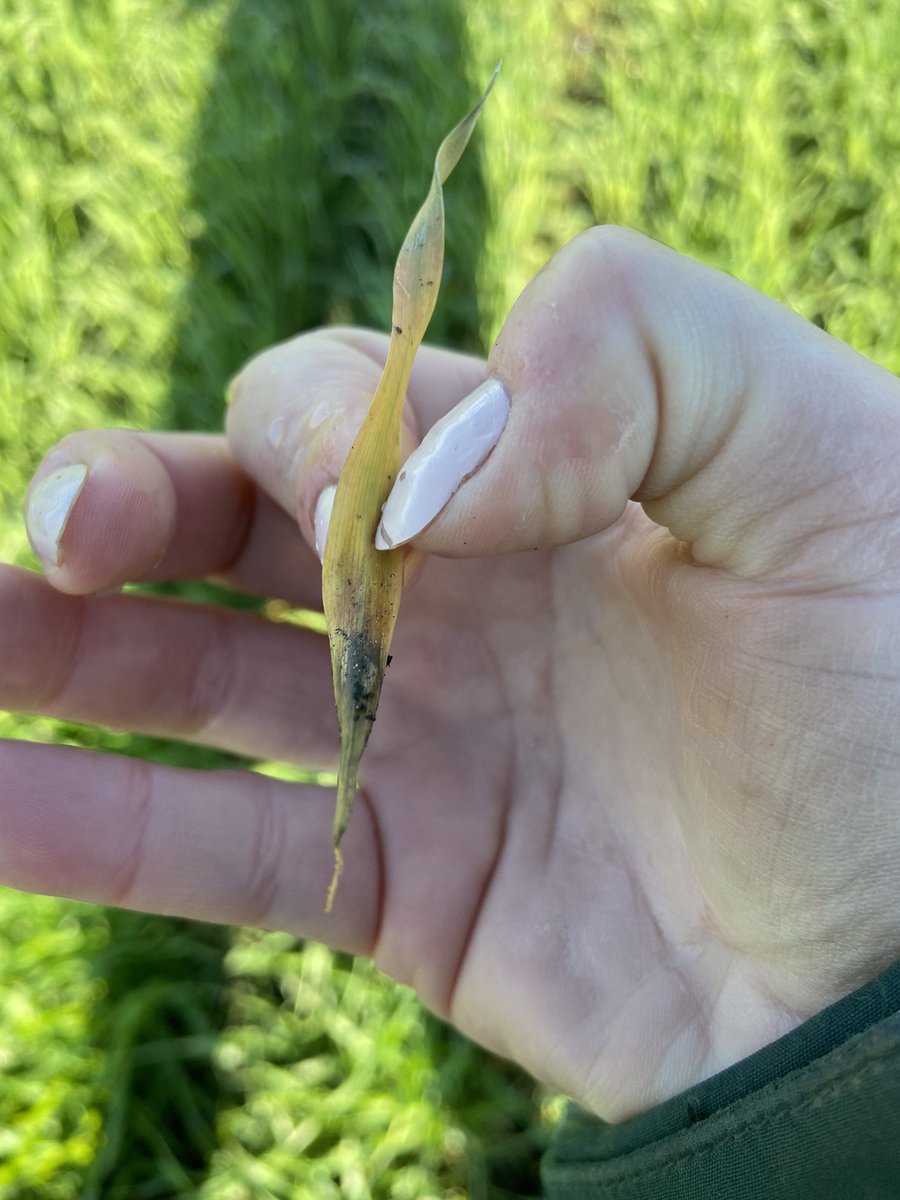 When that wild oat leaf just slides right on out after #axial 
 
#scout22 #agronomist <a href="/syngentacanada/">Syngenta Canada</a>